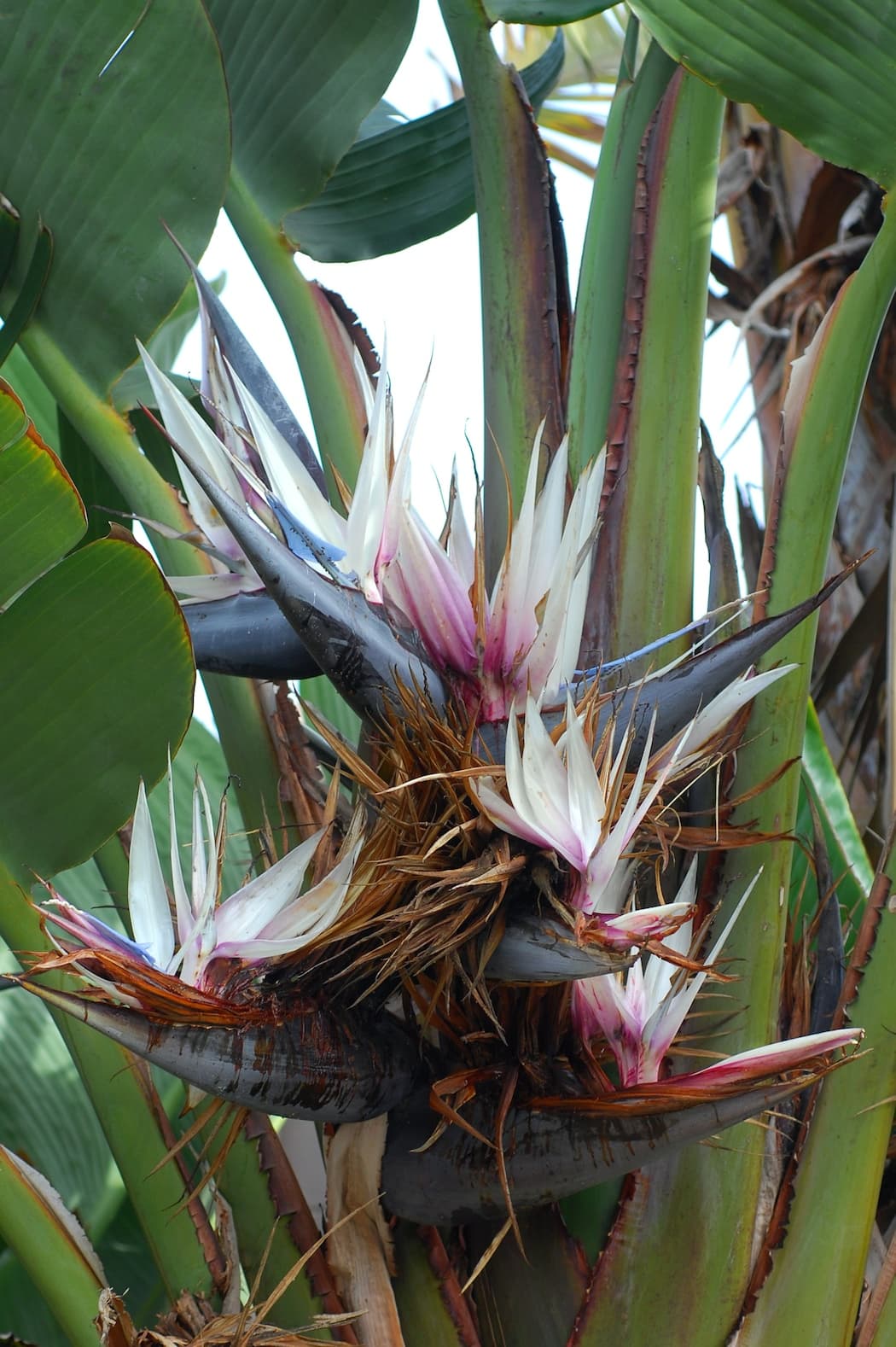 Bird of paradise