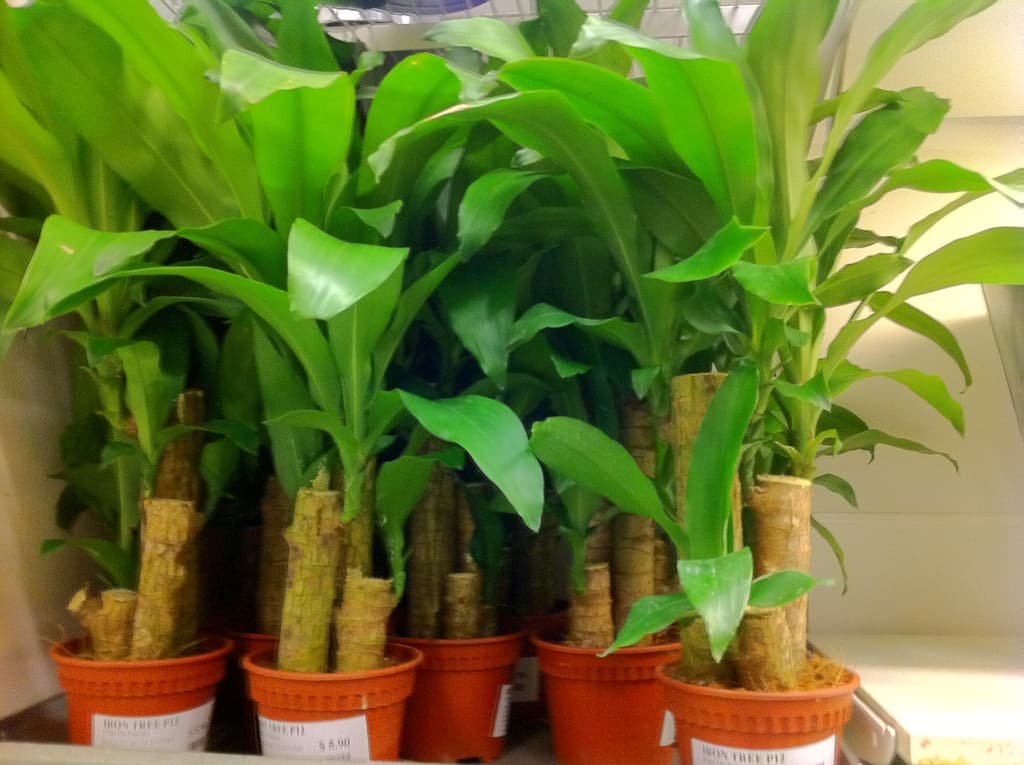 Dracaenas