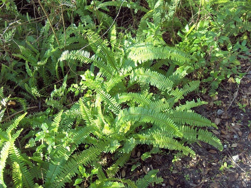 Ferns