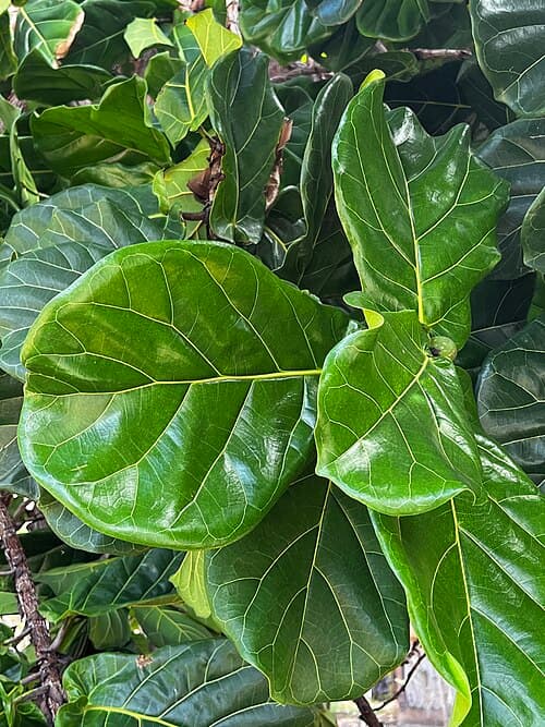 Fiddle leaf fig