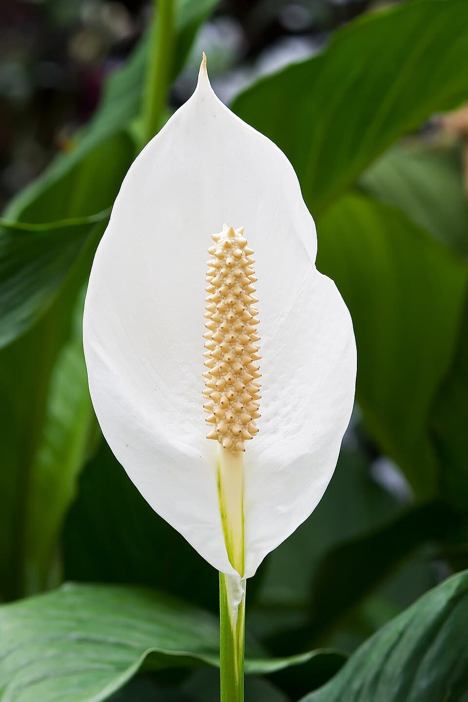 Peace lily