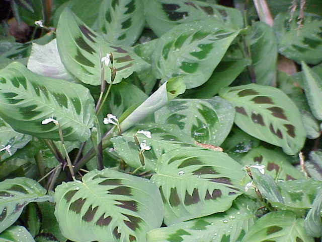 Prayer plants