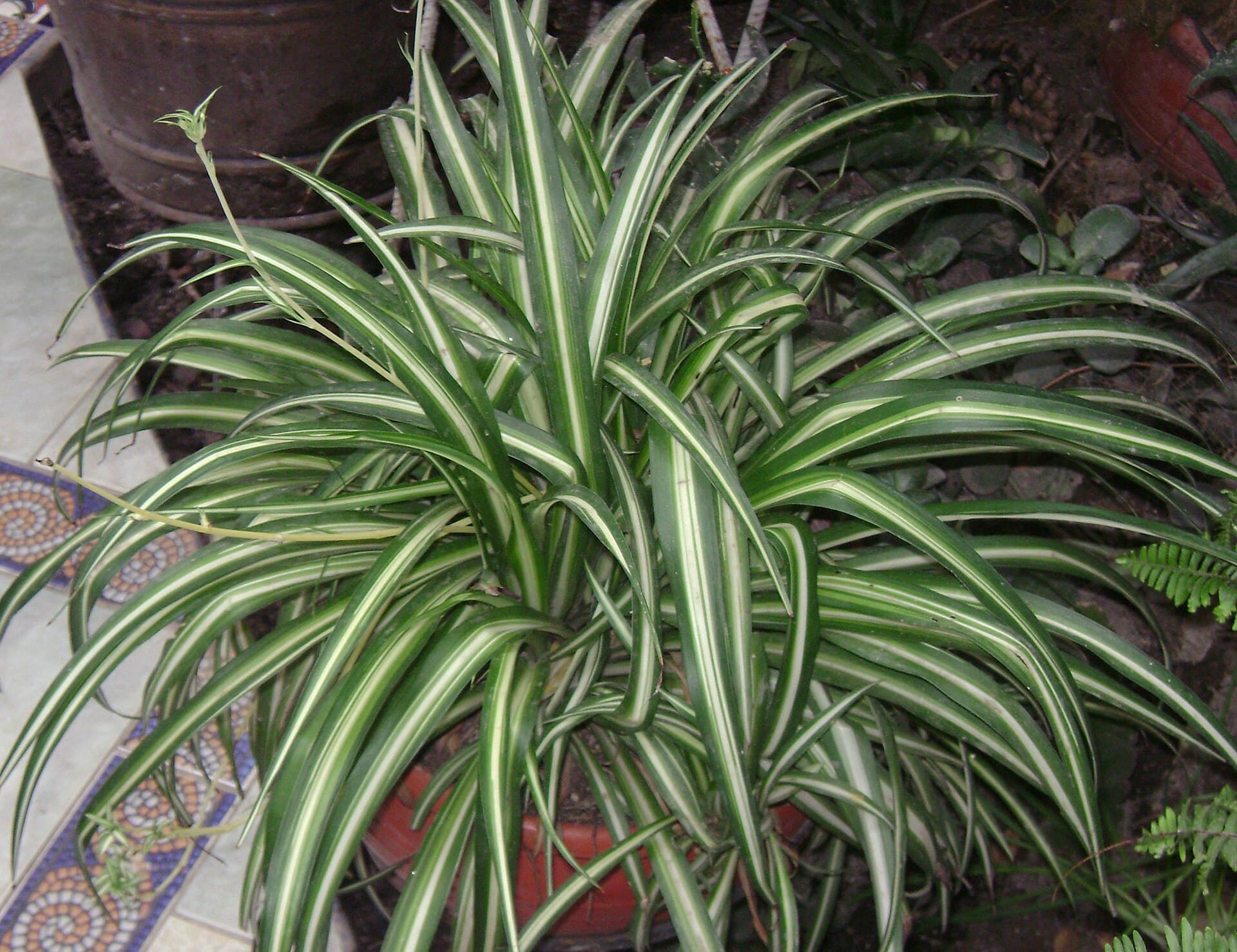 Spider plants
