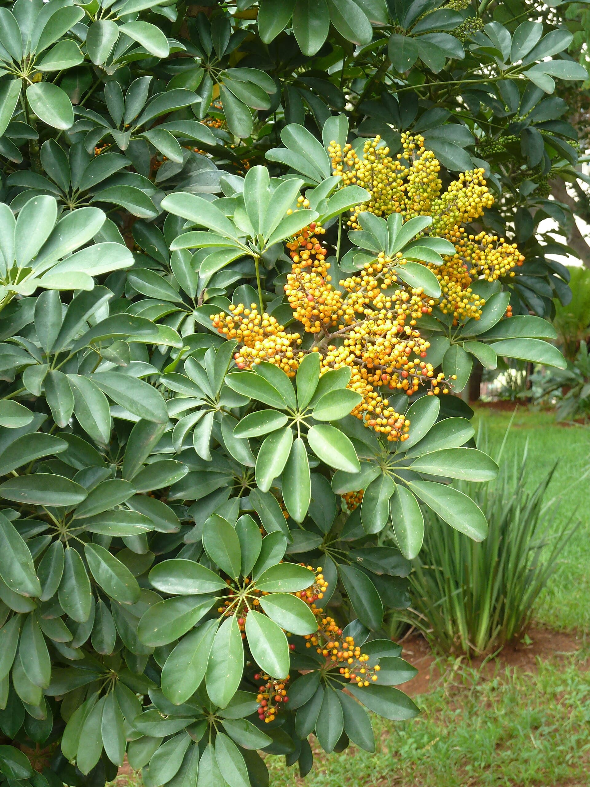 Umbrella plant