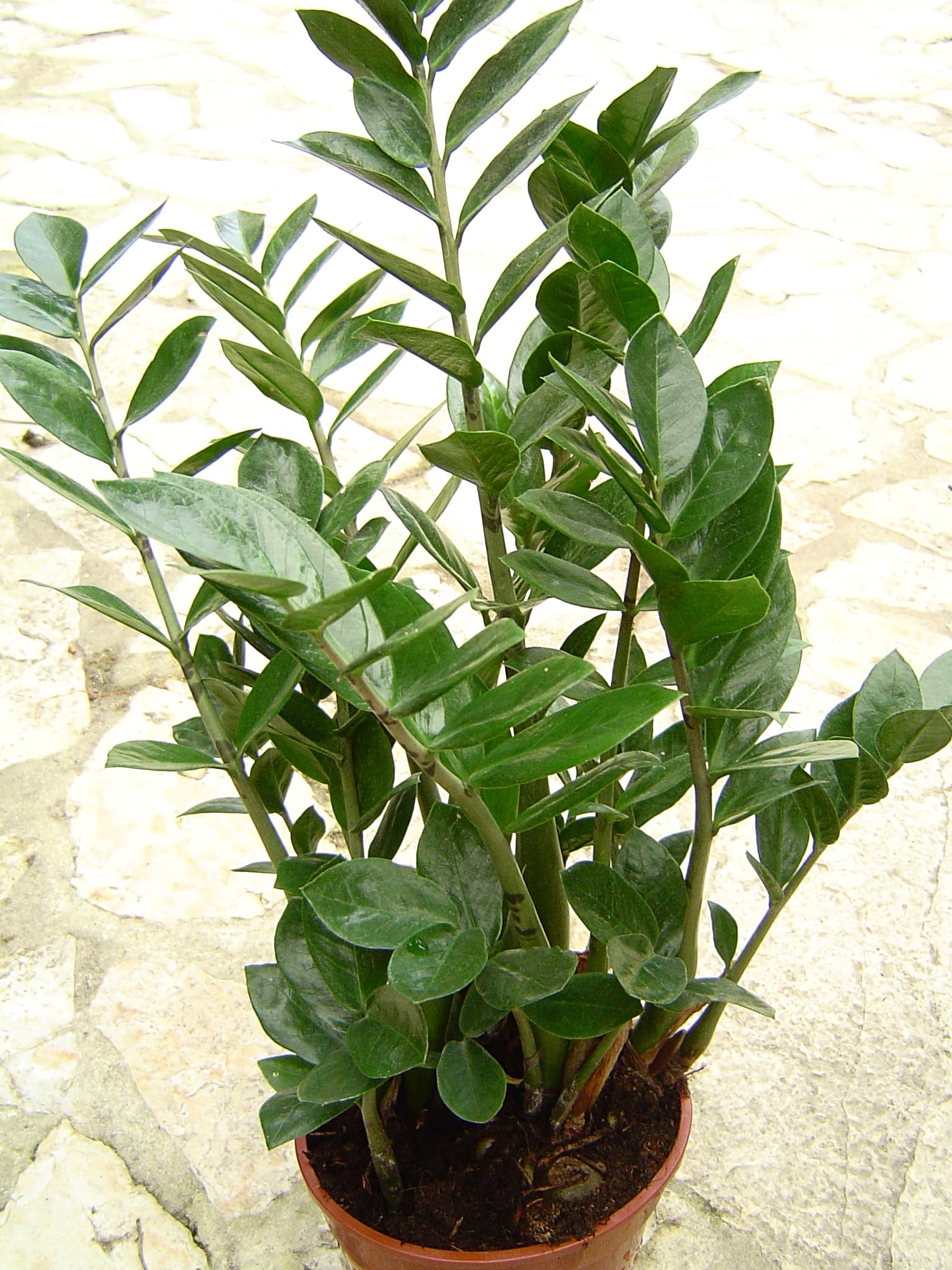 ZZ plant