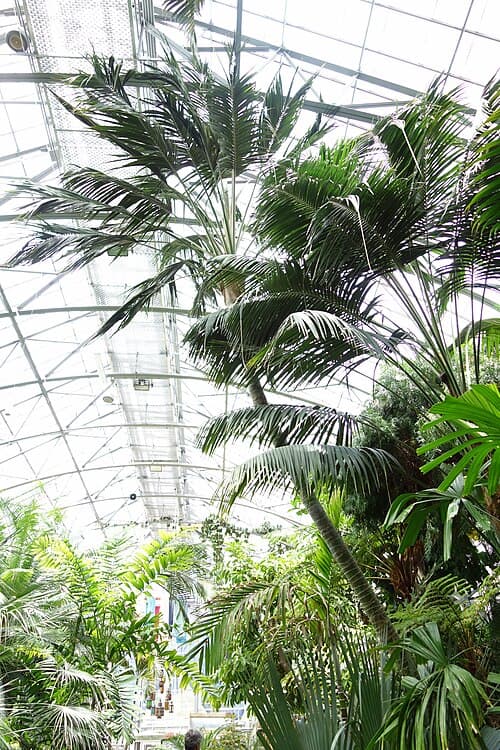 Kentia palms