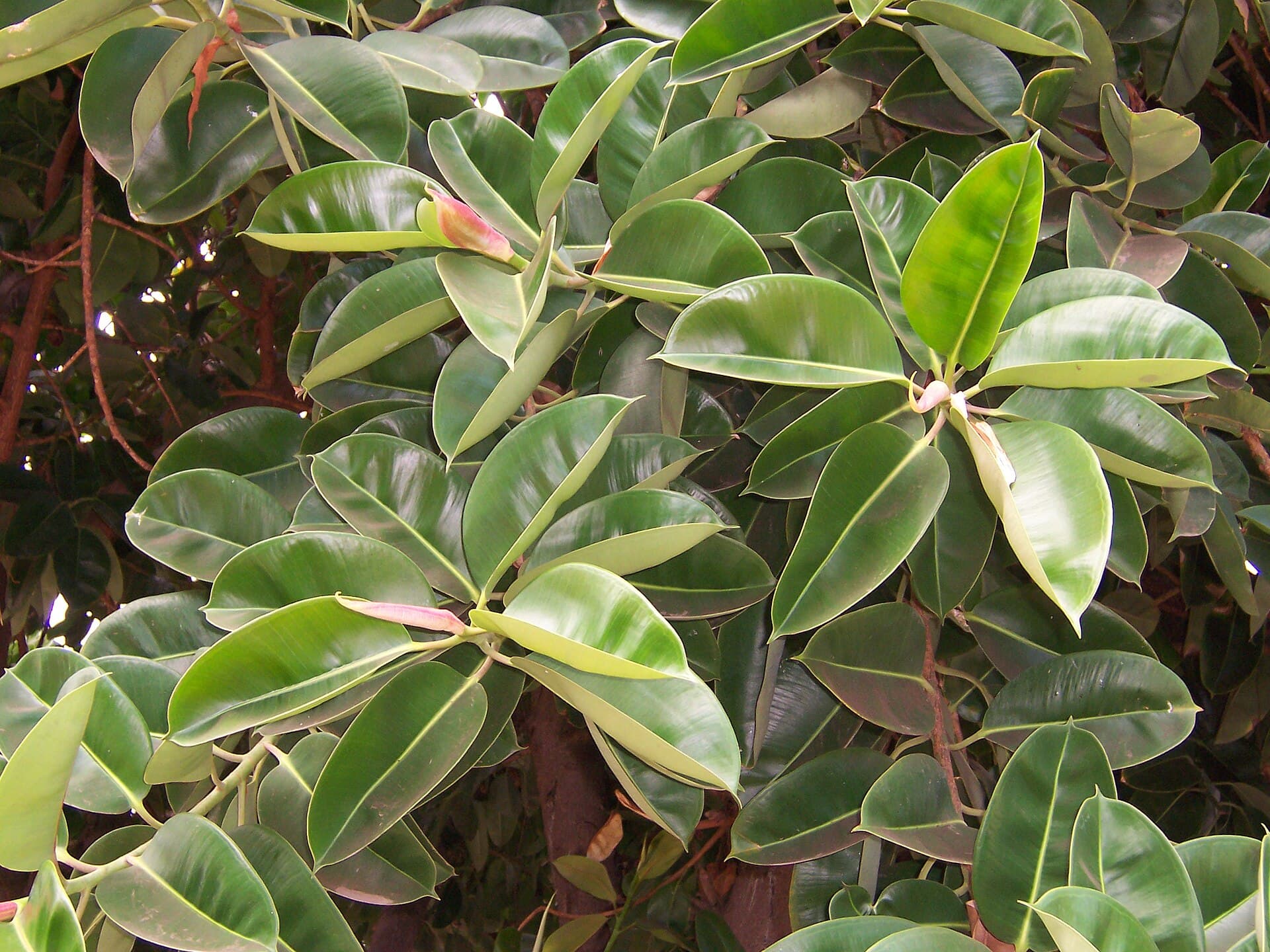 Rubber plant