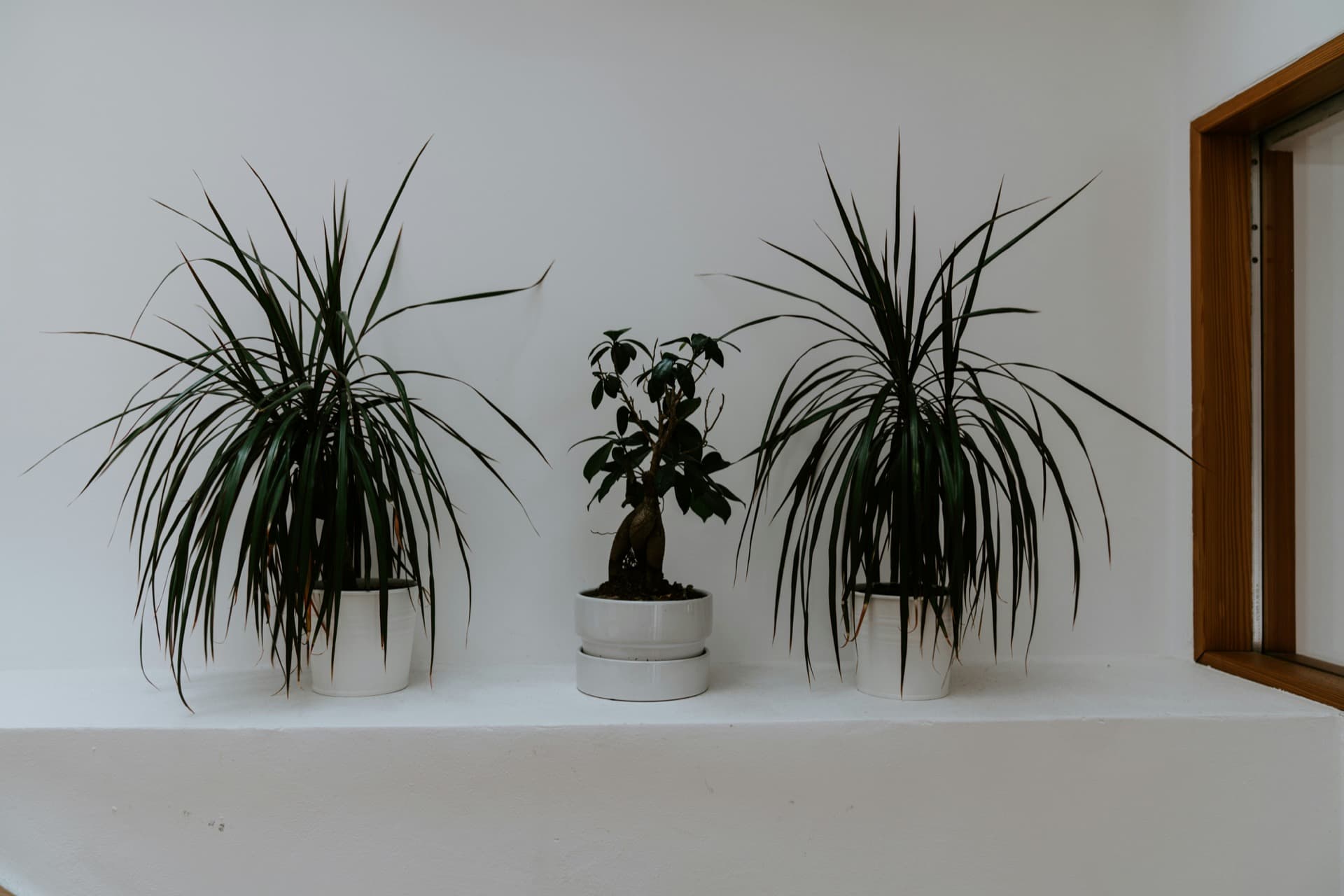Interior Plantscaping